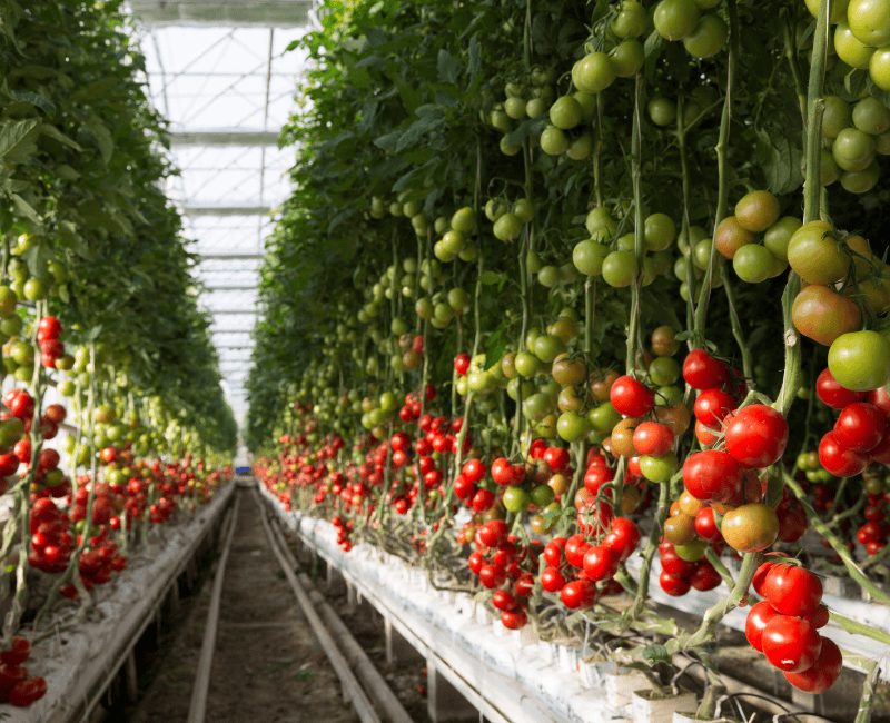 Image shows ripe truss tomato plant growing in greenhouse tasty red